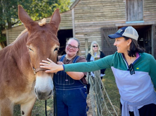 Penny the mule enjoying pets from a visitor.