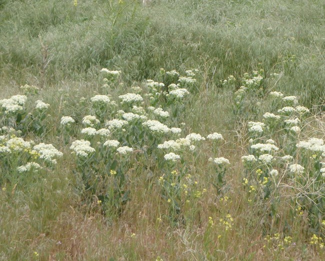 A group of plants with white flowers that grow in a bundle amid a field of grass.