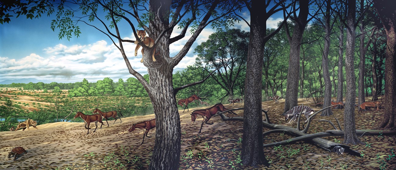 Turtle Cove Mural show a sunny landscape with puffy clouds in the sky. It is of a open forest and sandy, clay soils. A saber-tooth cat is found in a tree and another cat stalks several horses.