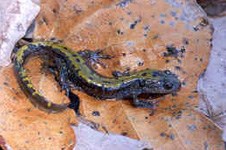 Image of a Long Toed salamander.