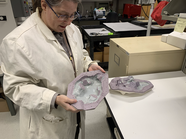 A woman in a lab coat holds half of a fossil mold. The other half rests on a table. The mold is twice the length of her hand.