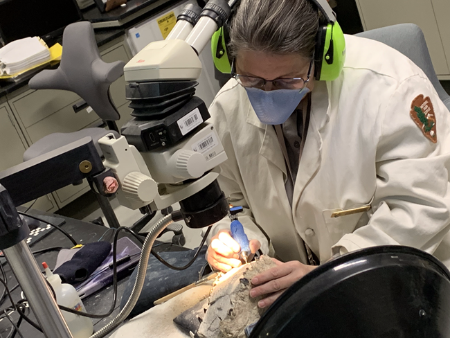 A person in a lab coat sits at a microscope. They are holding a fat, pencil-shaped tool against a fossil that is partially covered in rock.