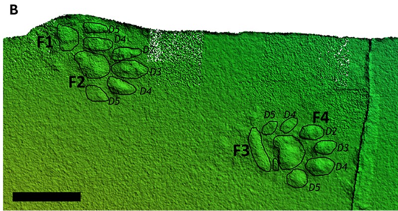 green stone with overlapping lack outlines of pawprints