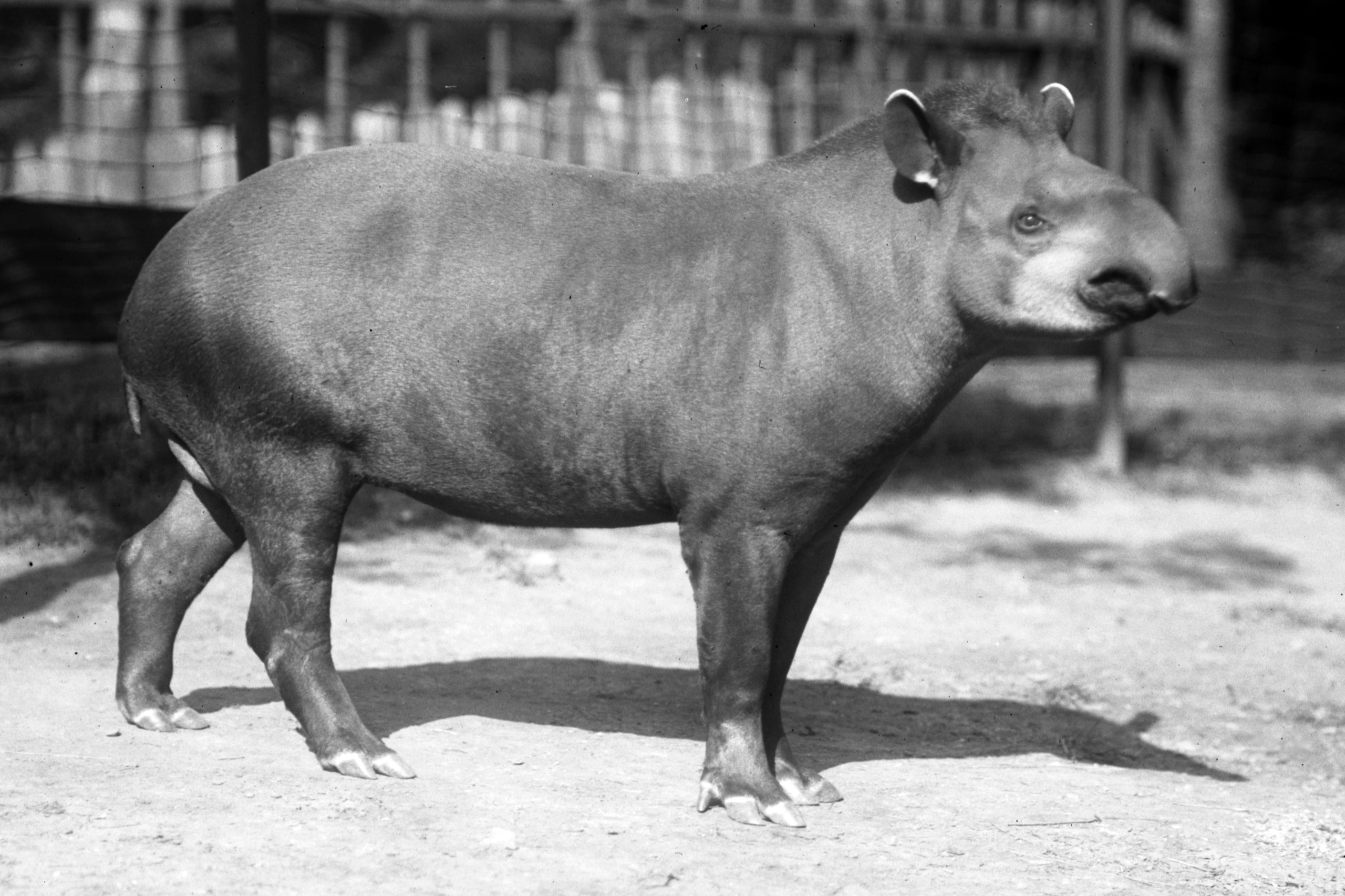 greyscale image of a tapir in a zoo habitat