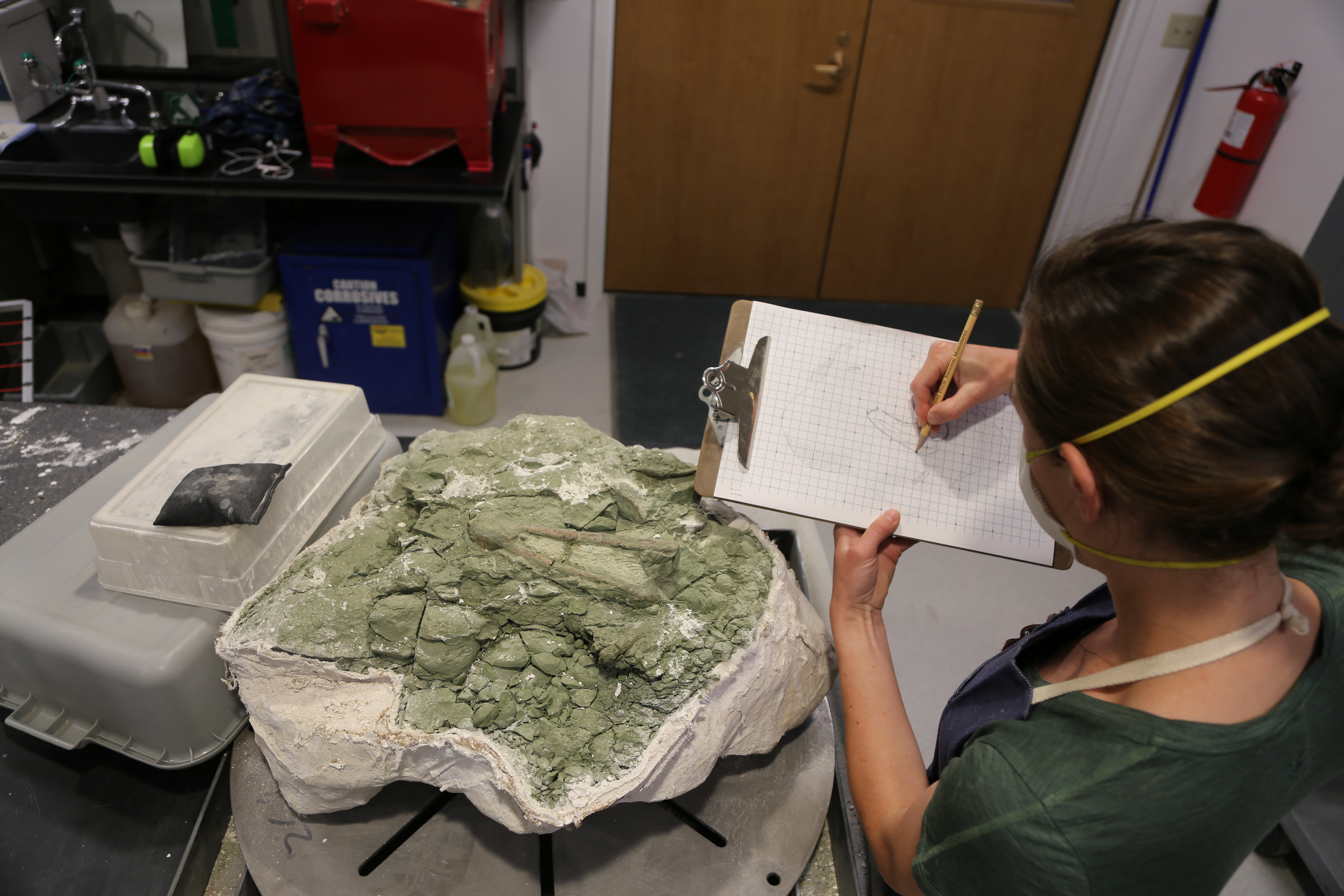 Cassi Knight draws a fossil