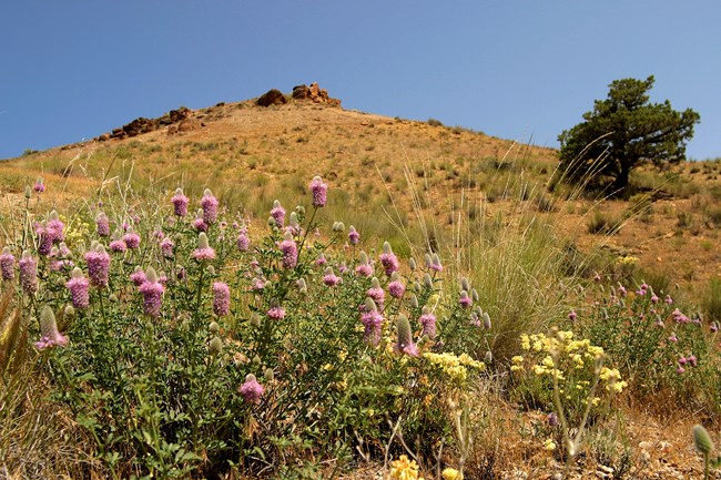 Purple prairie clover growing at the base of a hill.