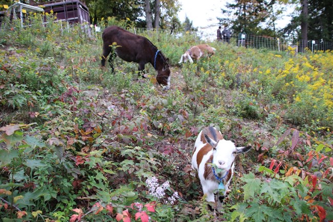 Goats in the lakebed