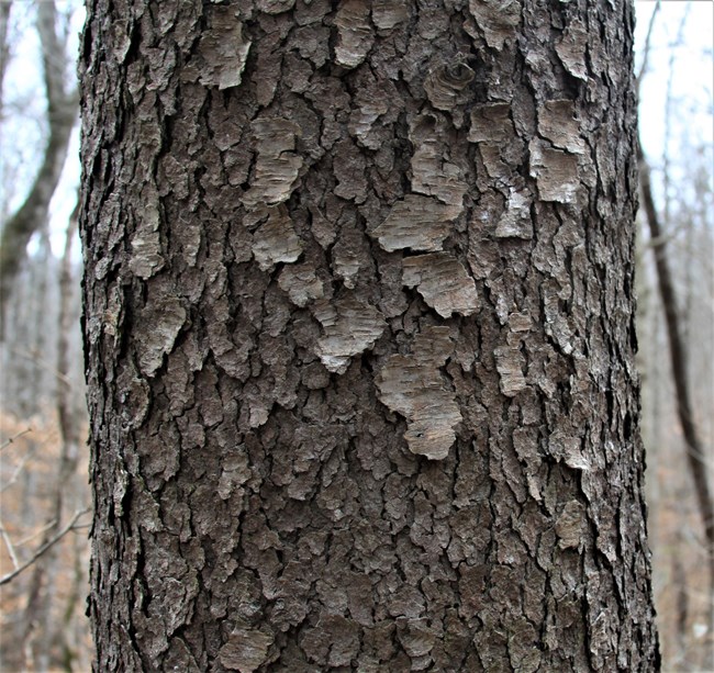 Tree bark