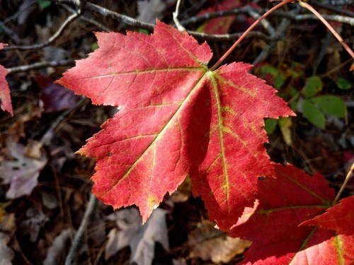 Red maple leaf