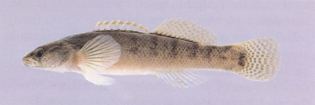 Fantail darter