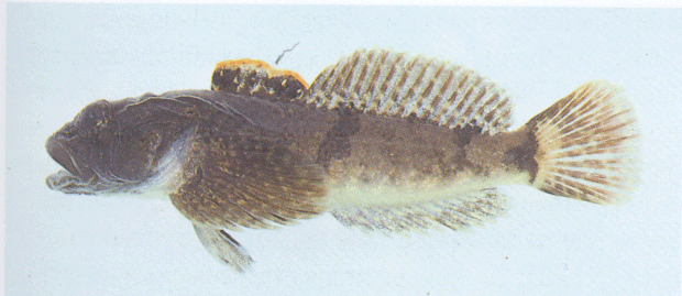 Mottled sculpin