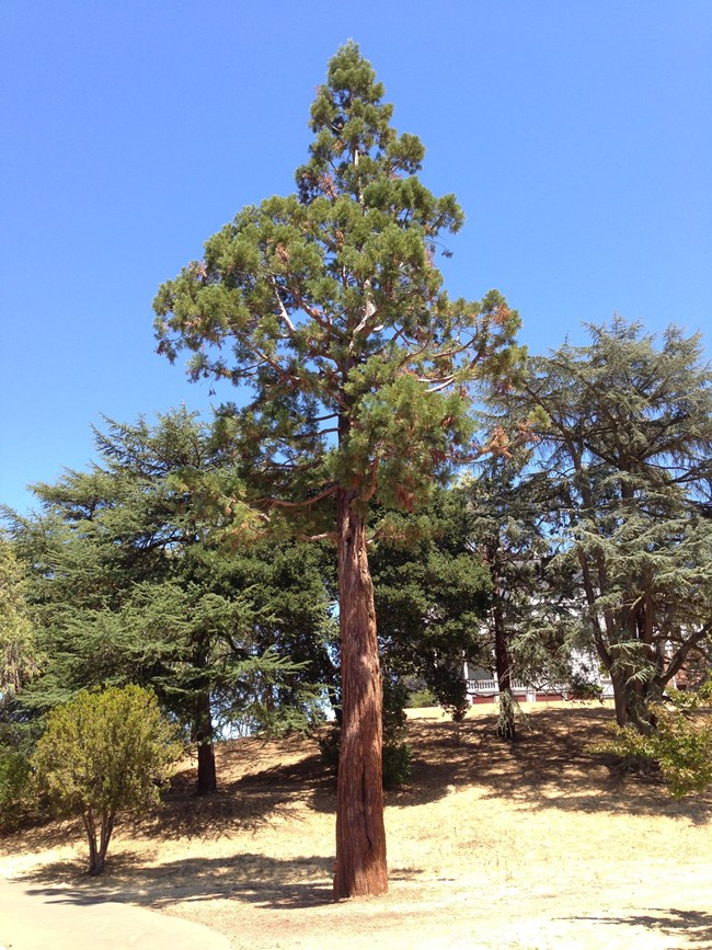 A tall Giant Sequoia tree with reddish-brown bark and vibrant green foliage stands prominently against a clear blue sky. Surrounding the tree are smaller shrubs and a mix of other trees on a sloped, dry grassy landscape.