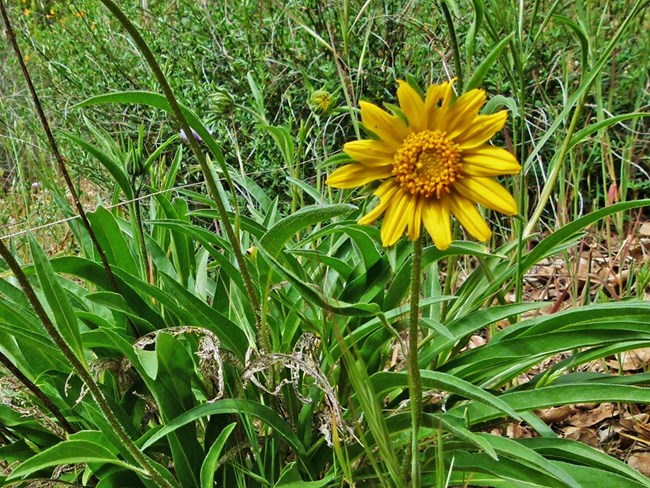 Yellow flower in green grass