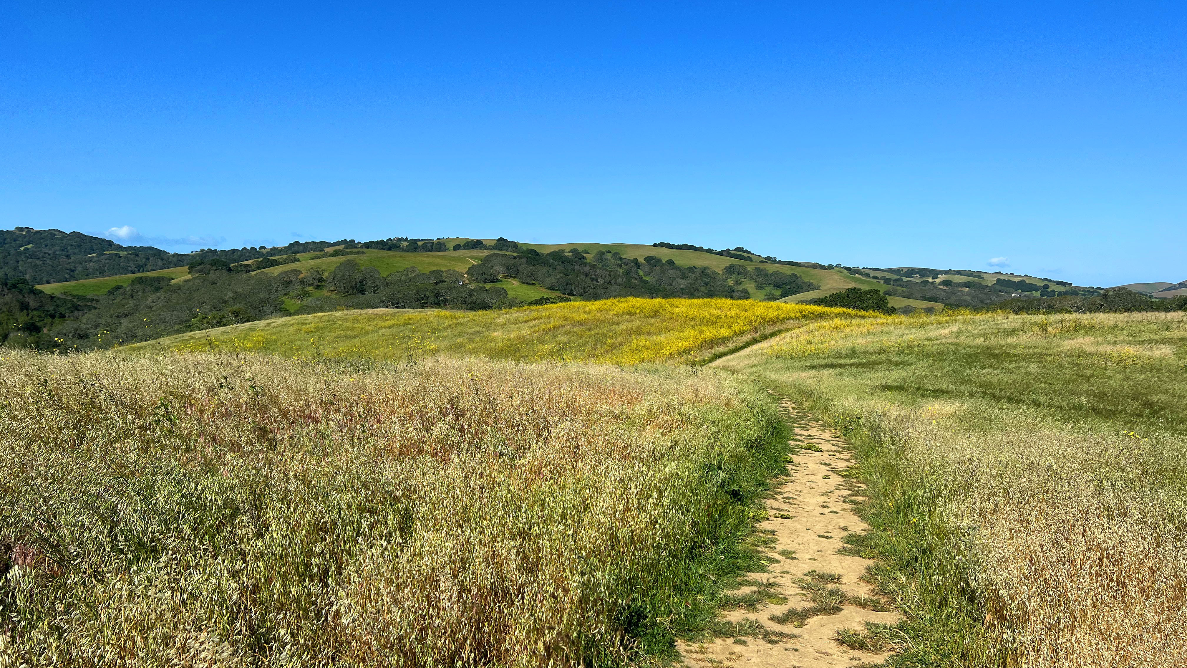 A dirt trail winds through a grassy field with patches of yellow wildflowers, leading toward rolling green hills under a clear blue sky.