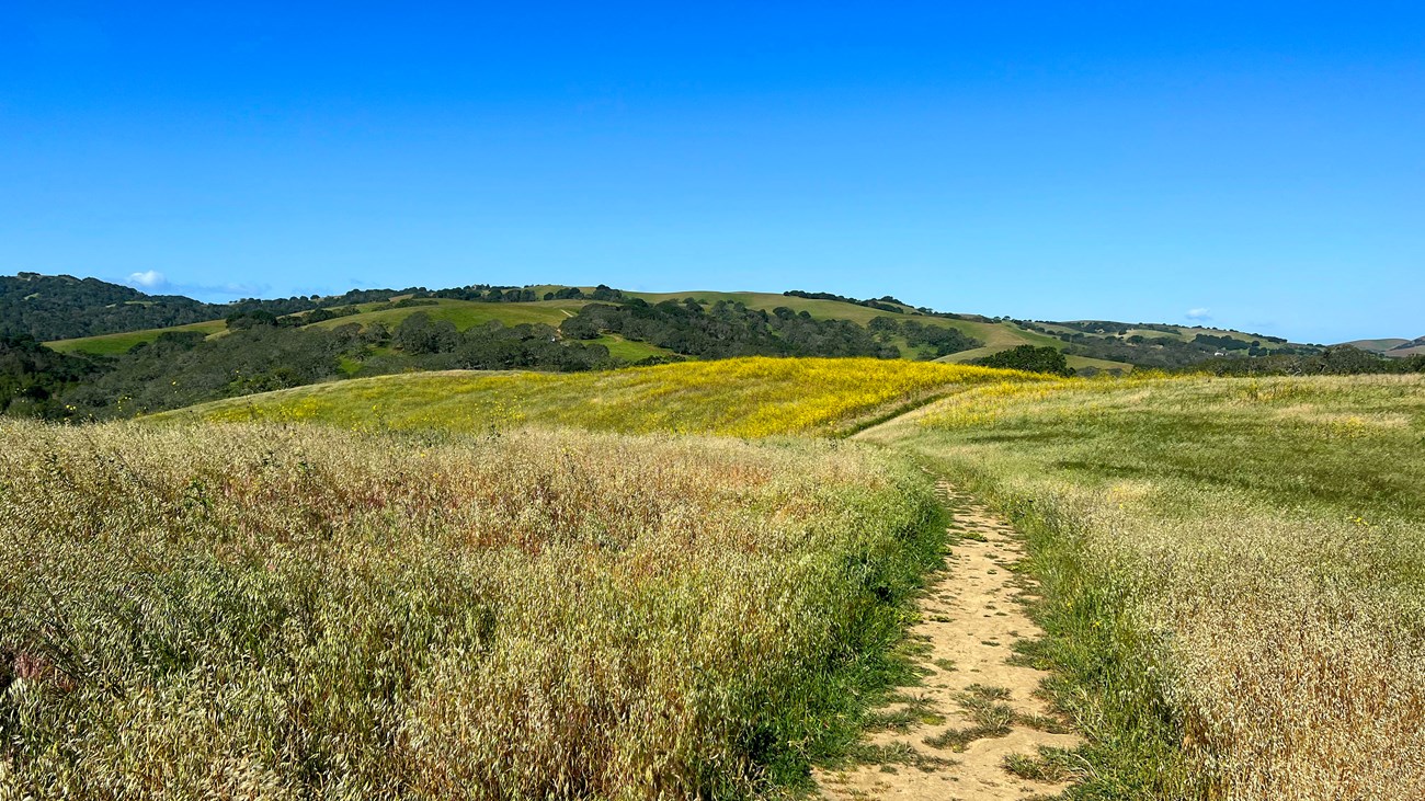 A trail winds through hills lined with grass. Trees are in the background.