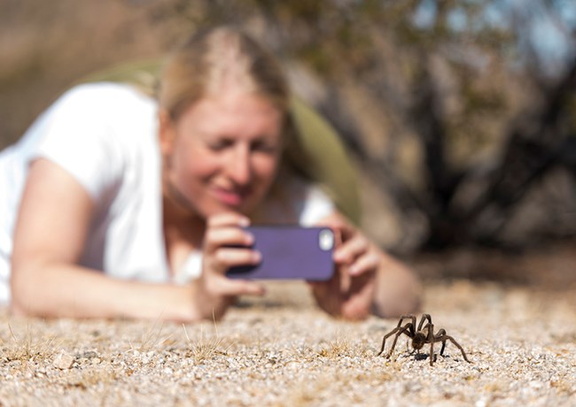 a young woman uses a smartphone to take a photo of a tartantula from several feet away