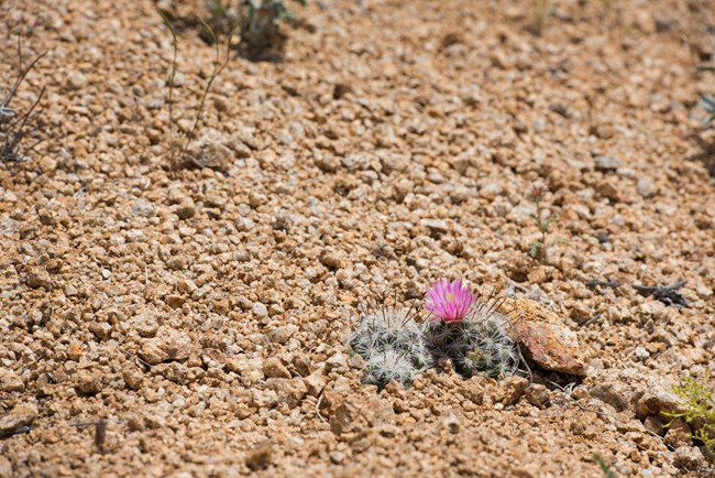 A pink flower grows out of a cactus.