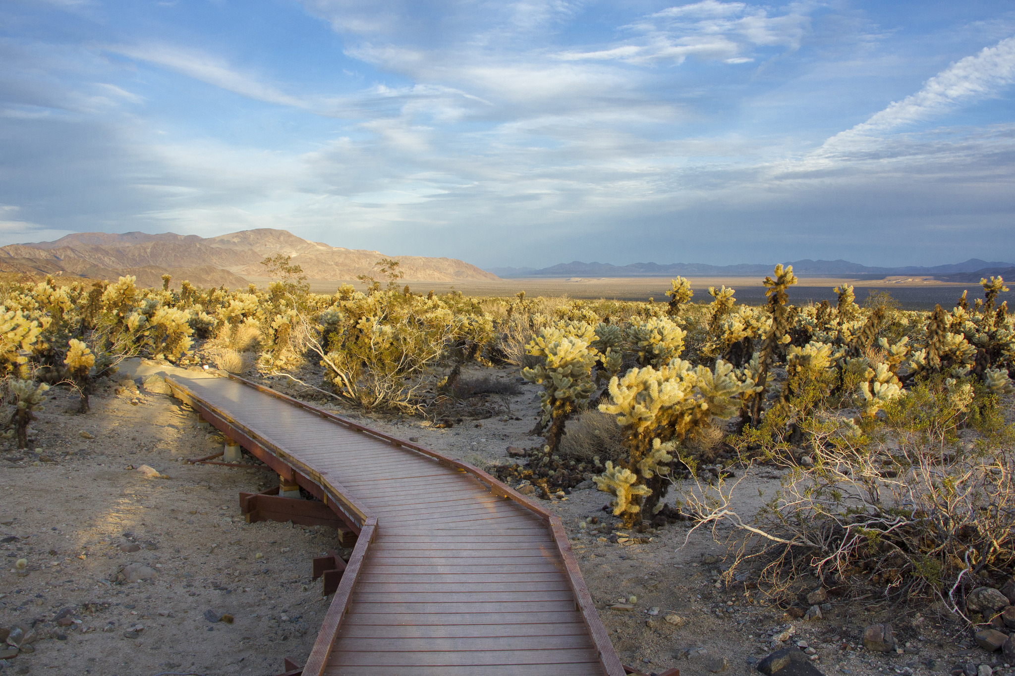 Color photo of a boardwalk through a dense cholla cactus garden during low light. Photo: NPS / Brad Sutton