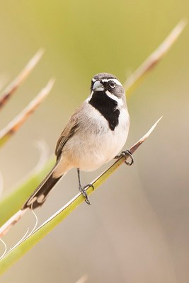 A bird with a beige breast, striking dark throat, and bright white stripes on its face perches on a yucca plant.