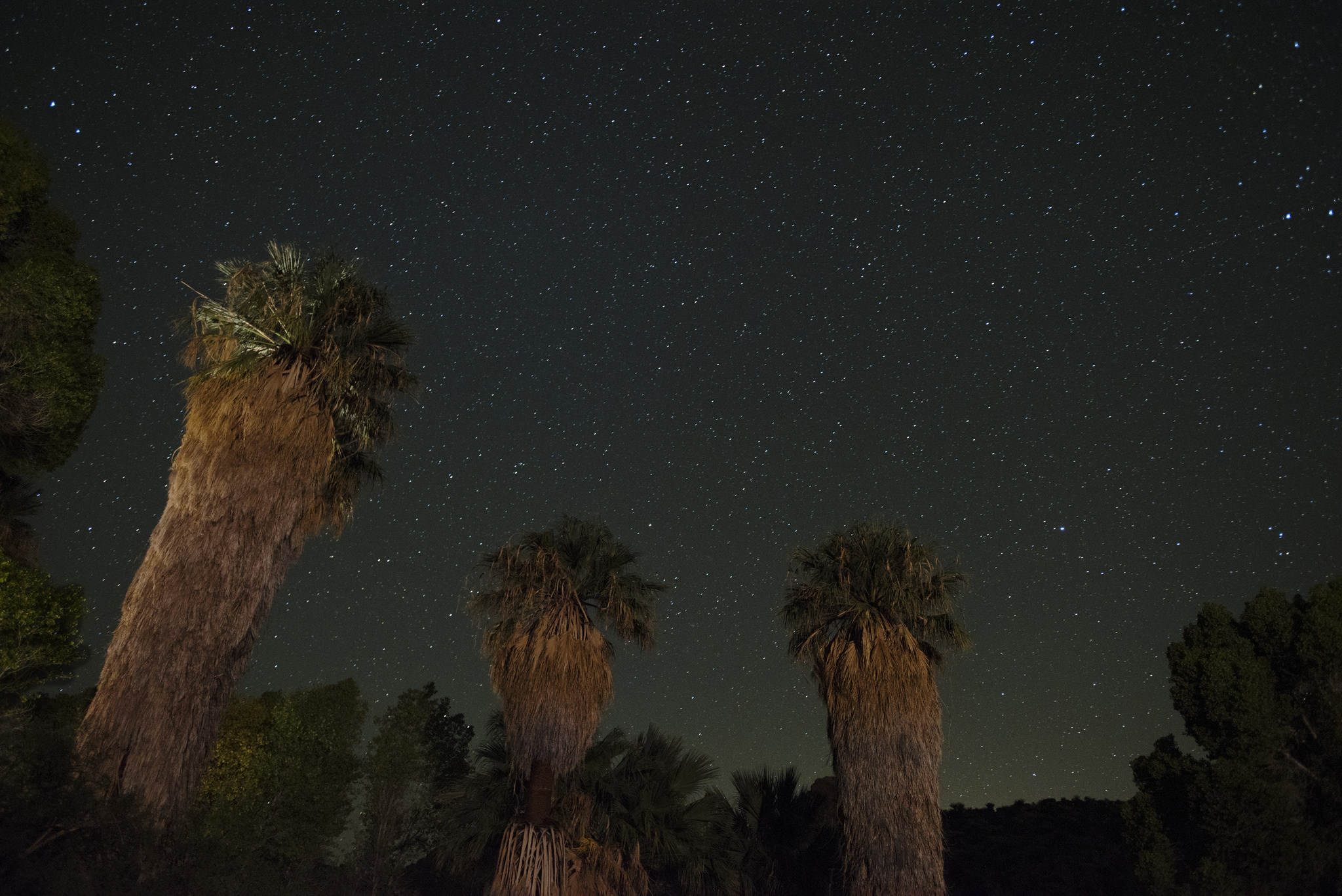 Large palm trees are lit up by artificial light with a starry sky behind them.
