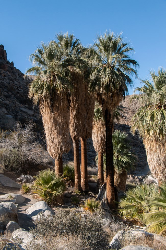 Tall palm trees surrounded by rocks and mountain landscape.