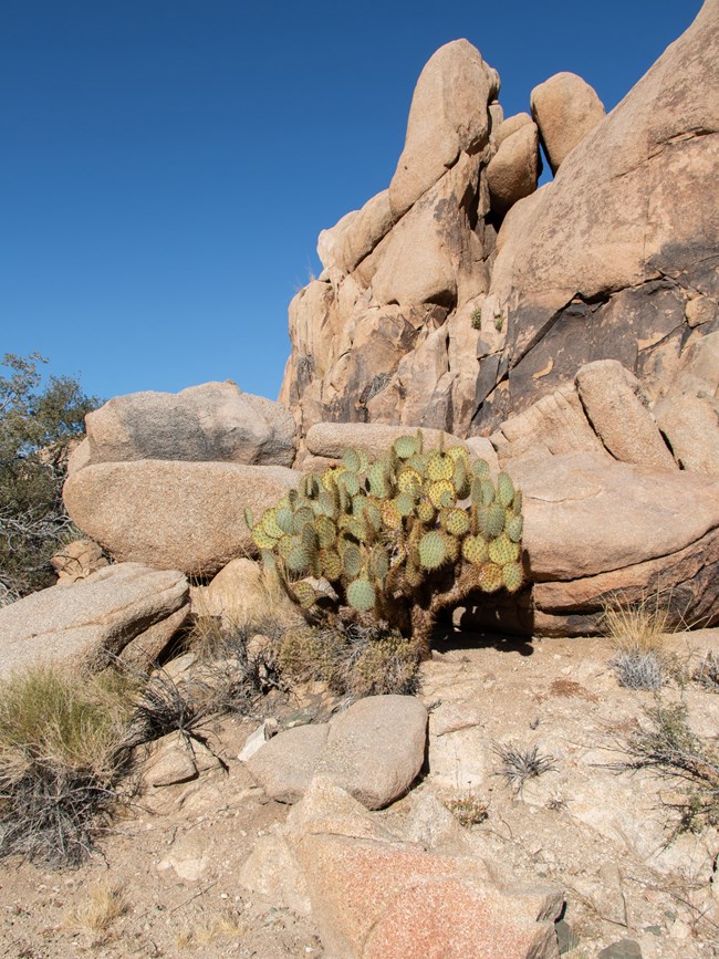Cactus amongst boulders