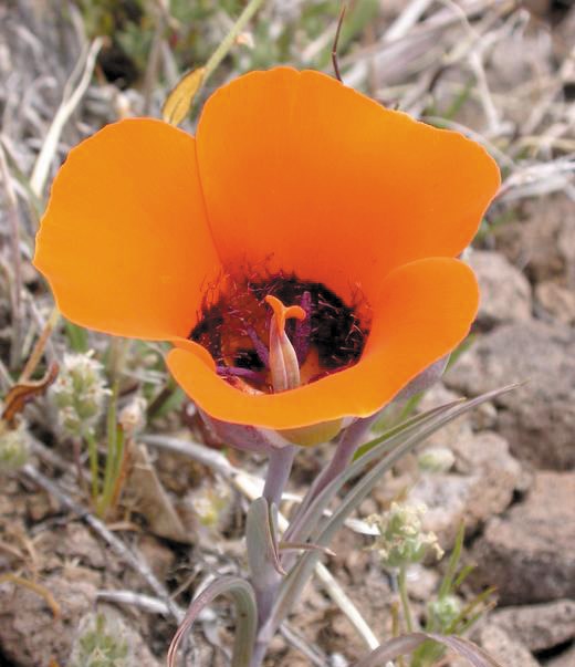 Bright orange flower with deep purple center.