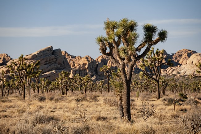 A landscape of Joshua trees surrounded by golden grasses with boulder piles in the backgrounds.