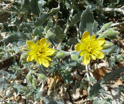 Species Closeup