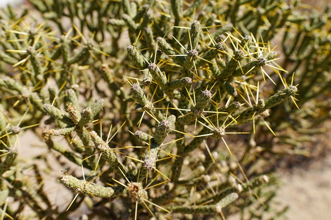 Close up of desert cactus.