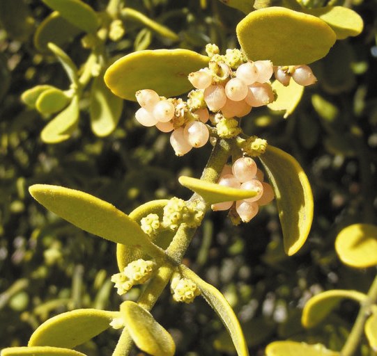 Close-up photo of small whiteish berries surrounded by green leaves.