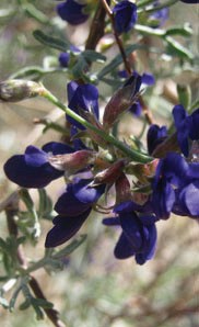 Color photo of dark purple flowers on a green branch.