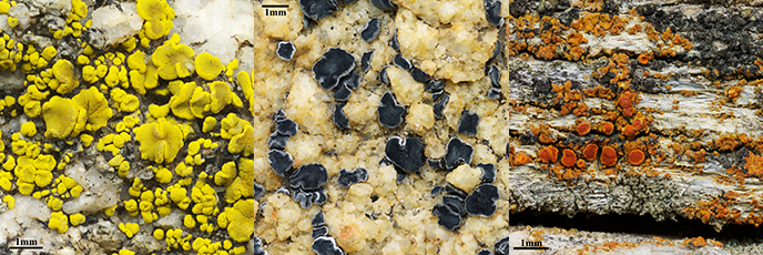 Composite image of lichens.