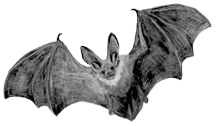 pallid bat