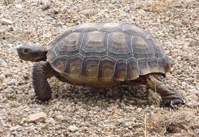 Desert Tortoise