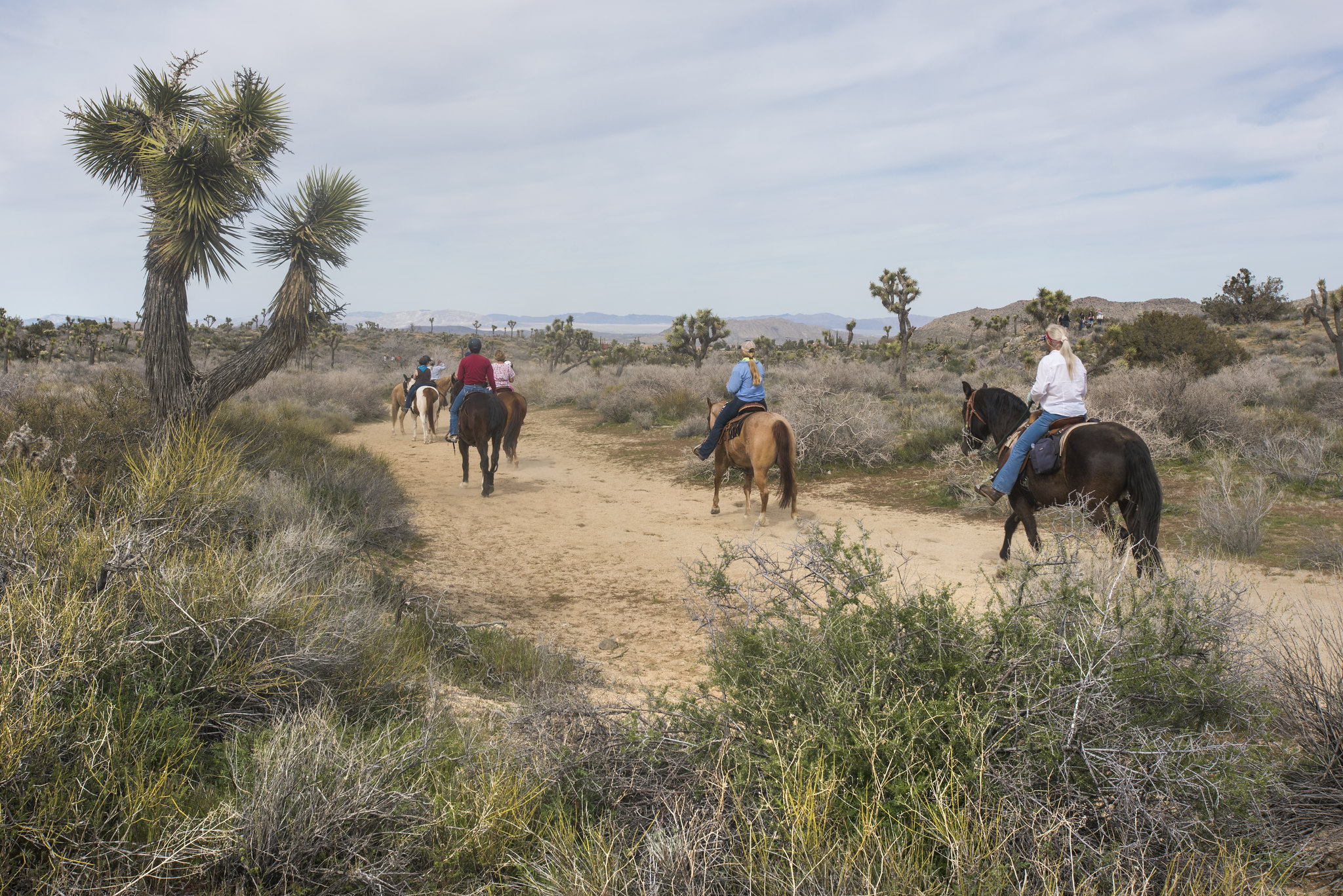 A group of horseback riders along a dirt trail