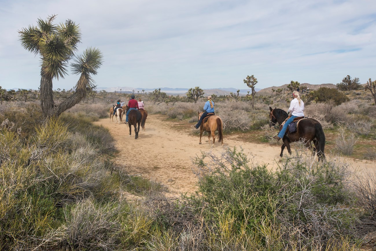 A group of horseback riders along a dirt trail