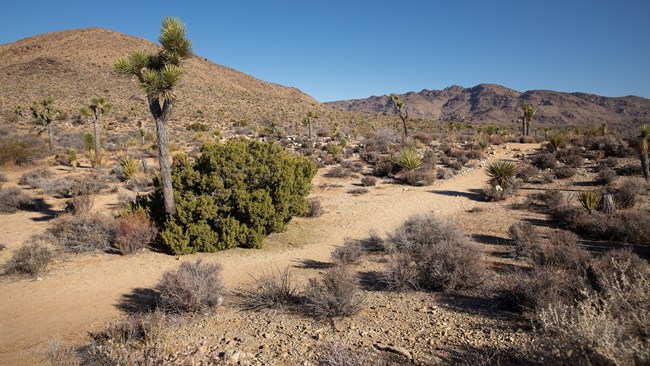 A view of the pine city trail