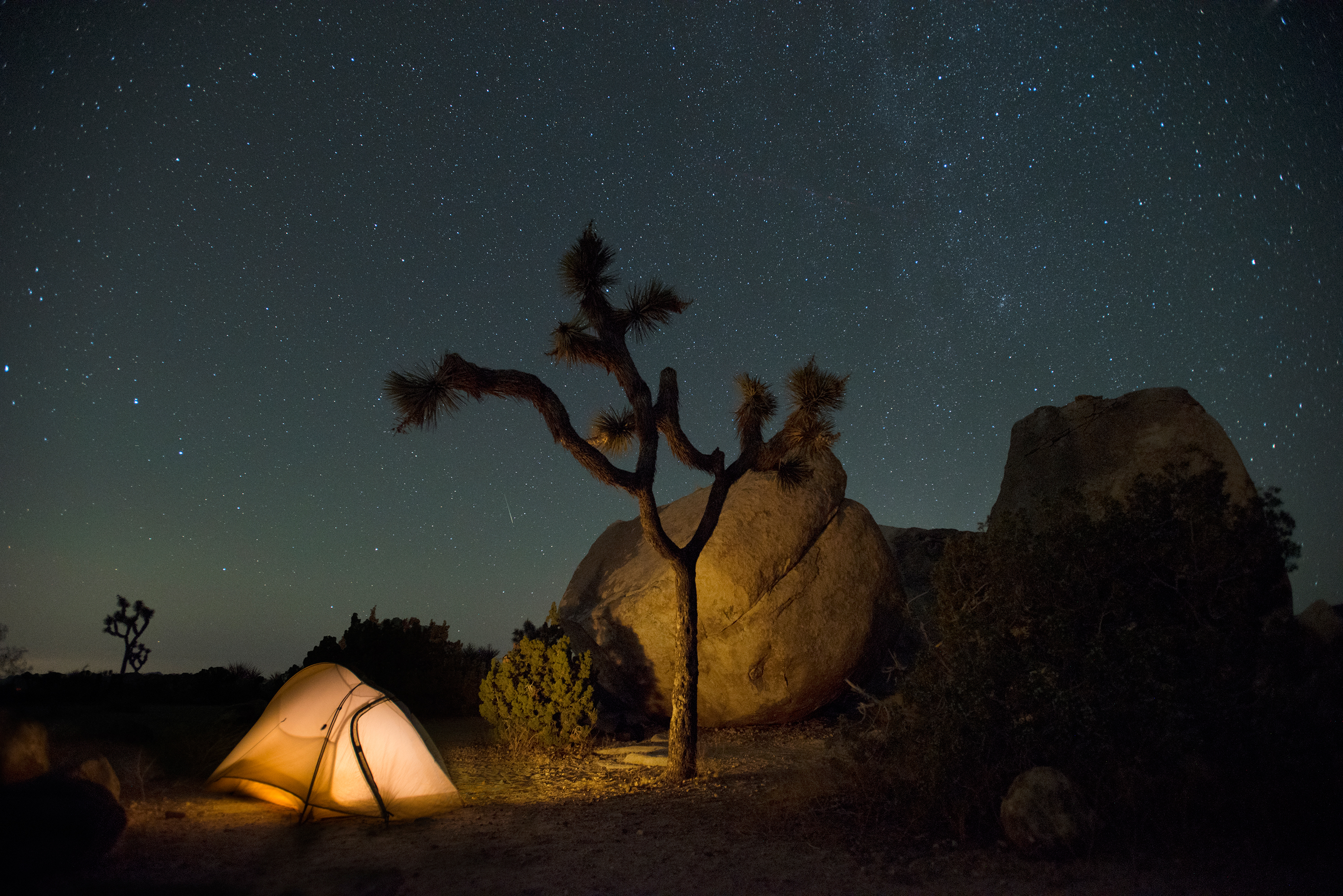 Color photo taken at night with a tent, Joshua tree, and night sky. NPS / Hannah Schwalbe