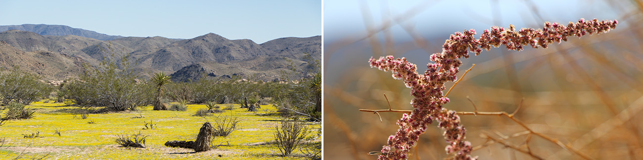 On the left, a carpet of yellow chinchweed in a creosote shrubland. On the right, two long pink fringed amaranth