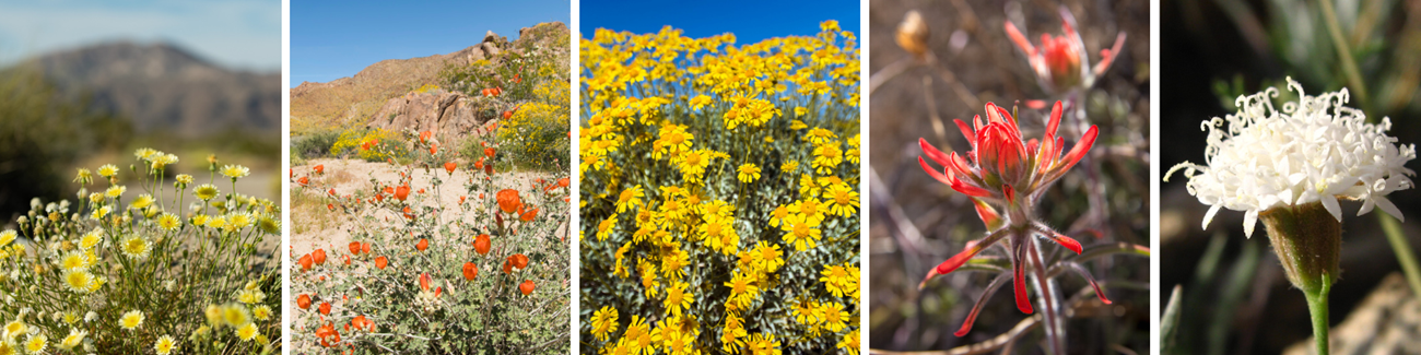 A montage of yellow, orange, red, and white wildflowers