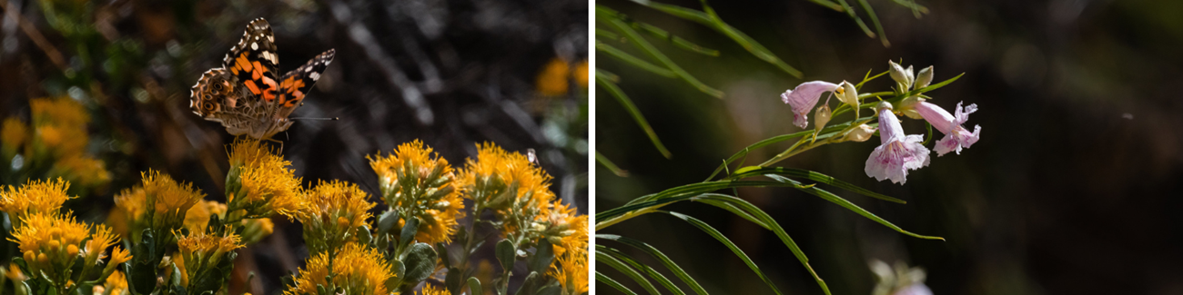 a photo montage of a butterfly on yellow flowers and a plant with pink flowers