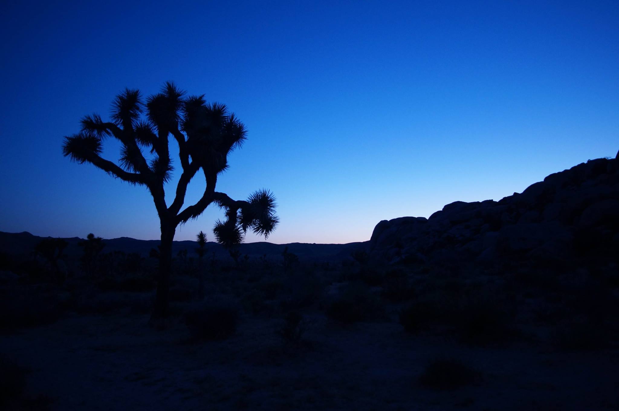 A joshua tree and rocky hillside is silhouetted against a pink and blue sky at dusk. 