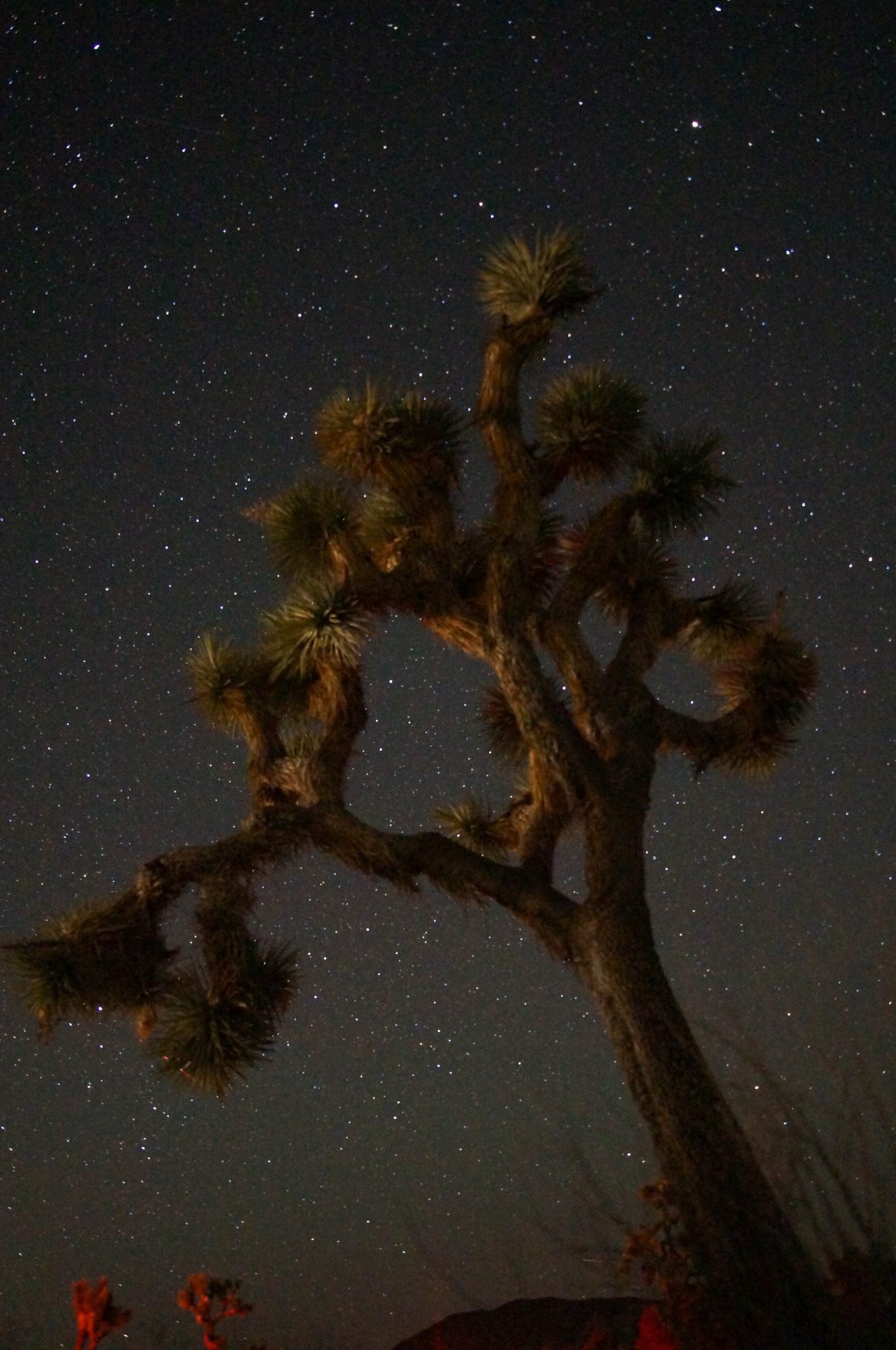 A joshua tree is dully lighted with the red light from a head lamp. In the background the night sky and stars are clearly visible.