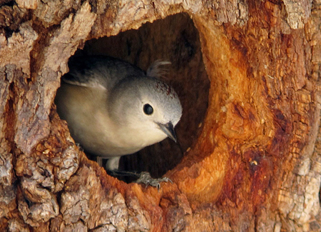 A white warbler sits in it's nest within a tree cavity.