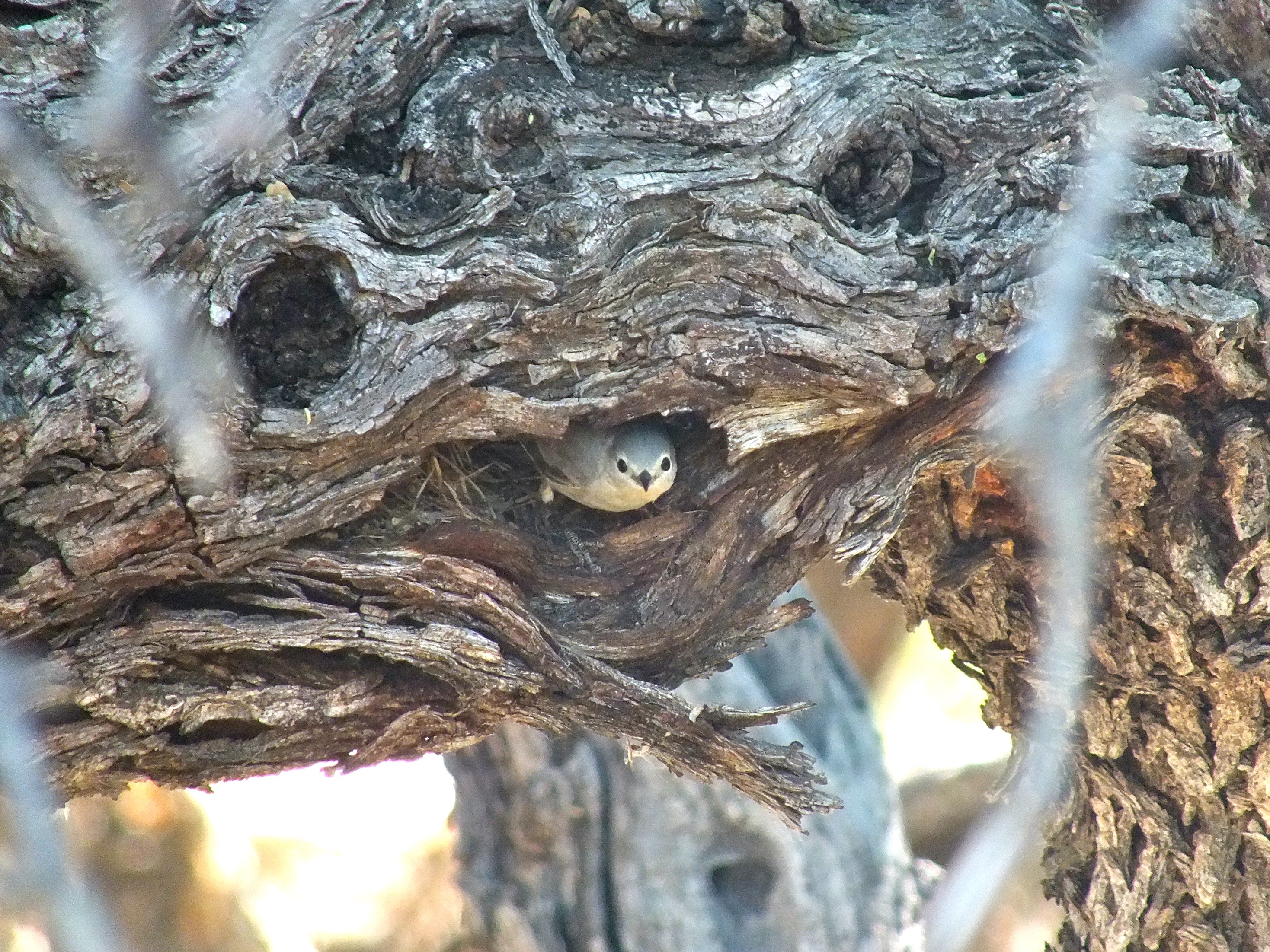 A white warbler pokes out of a cavity nest from a large tree trunk. 