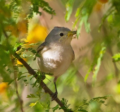 A white warbler stands on a branch with nest materials in its mouth and foliage in the background. 