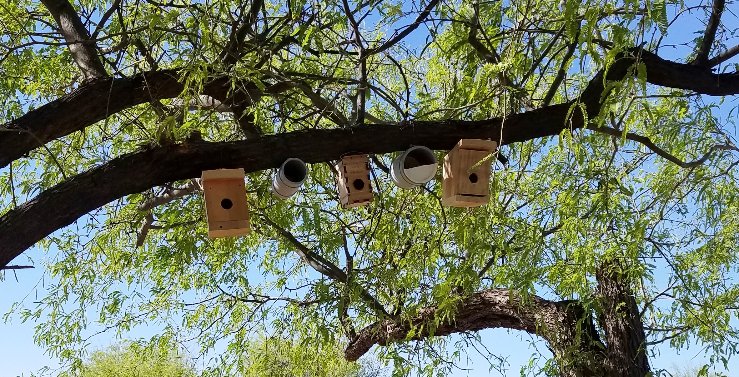 A row of wooden nest boxes are installed along a mesquite branch with bright green foliage in the background.