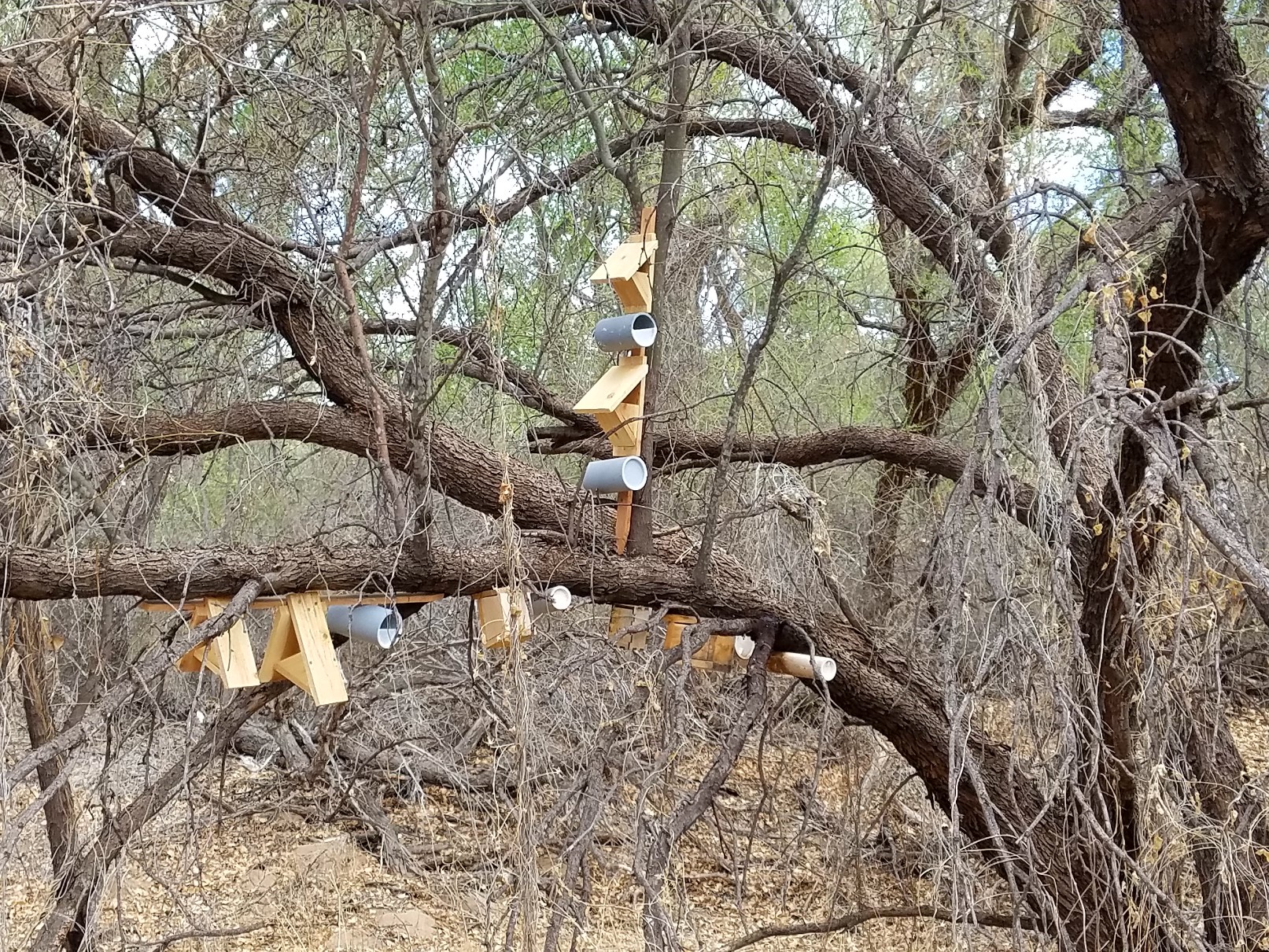 Wooden nest boxes are installed on the branches of a mature mesquite tree.