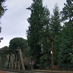 redwood tree by railroad